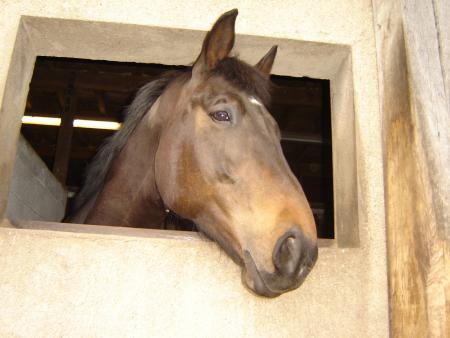 le cheval