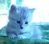 tro chou